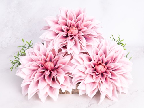Dalia Główka Wyrobowa DW12 # Pudrowy Róż (12 szt)