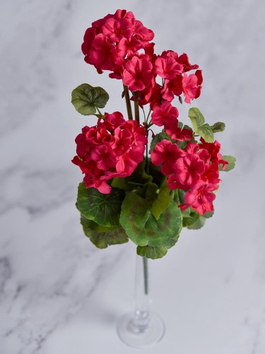 Bukiet Pelargonia PE55 # Róż Intensywny