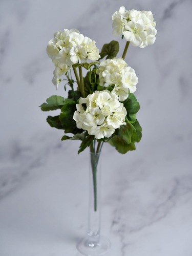 Bukiet Pelargonia PE55 # Krem